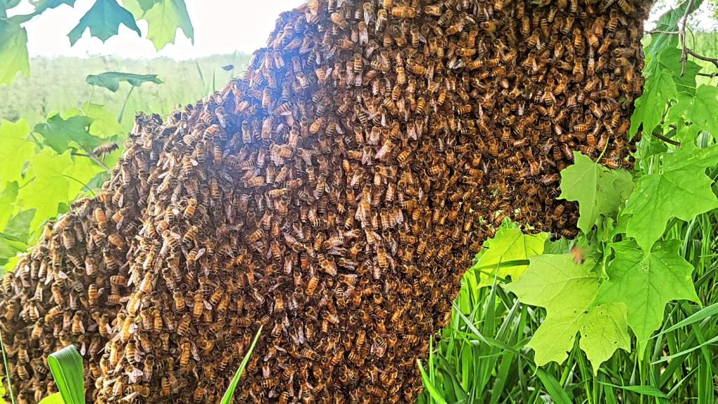 Bees