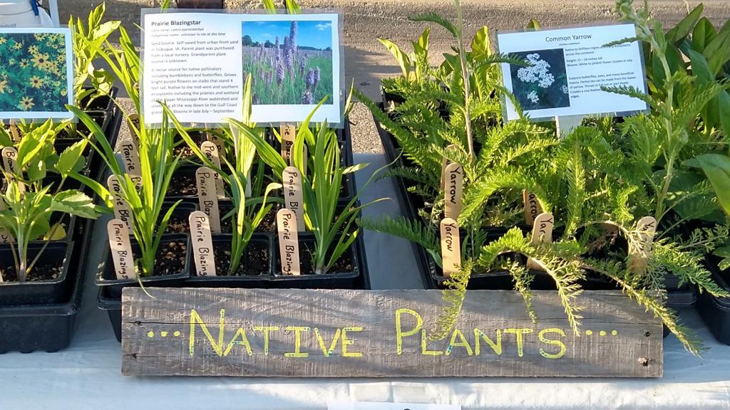 Native Plants on display, pay-what-you-can.