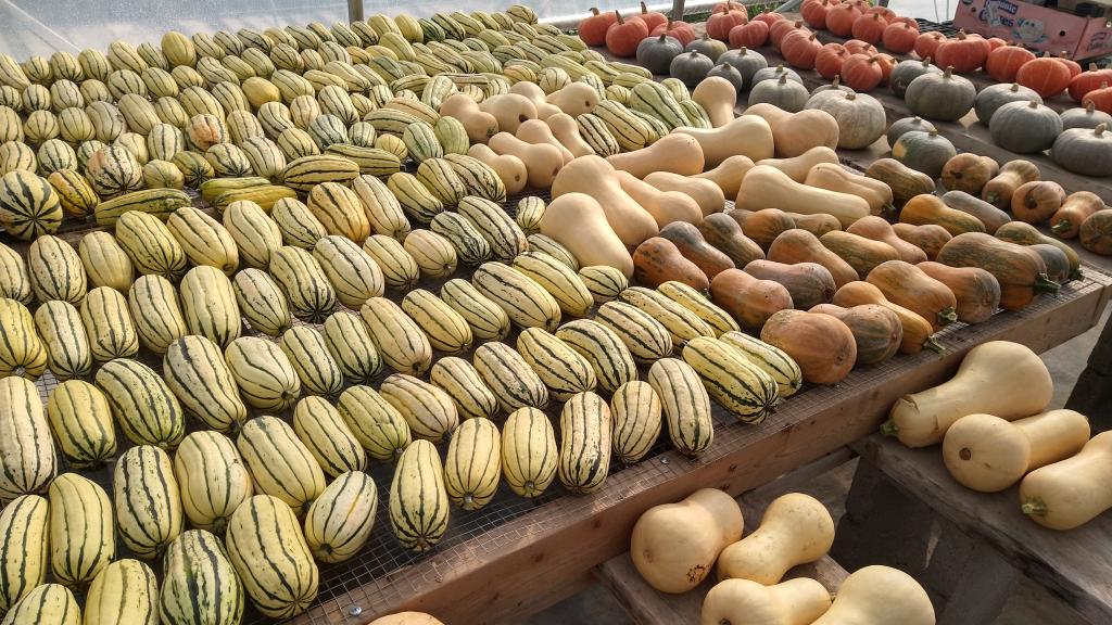 Winter Squash curing in greenhouse.