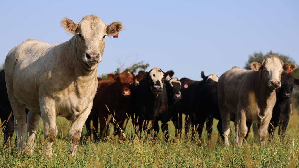 cows in a pasture