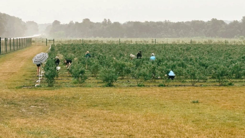 Blueberry Field