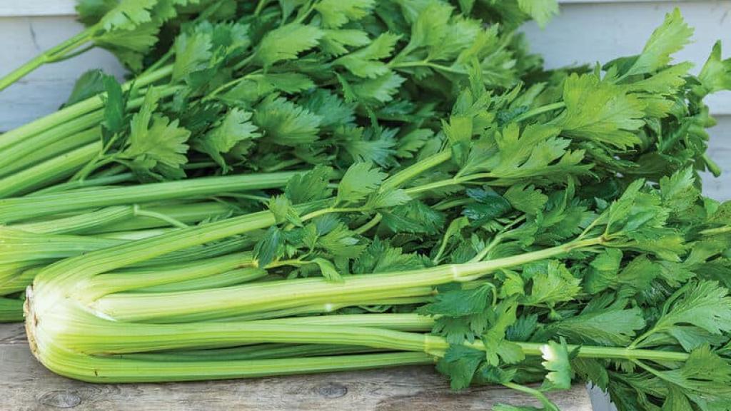 Celery