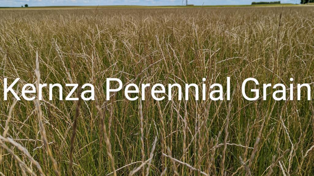 Kernza Perennial Grain