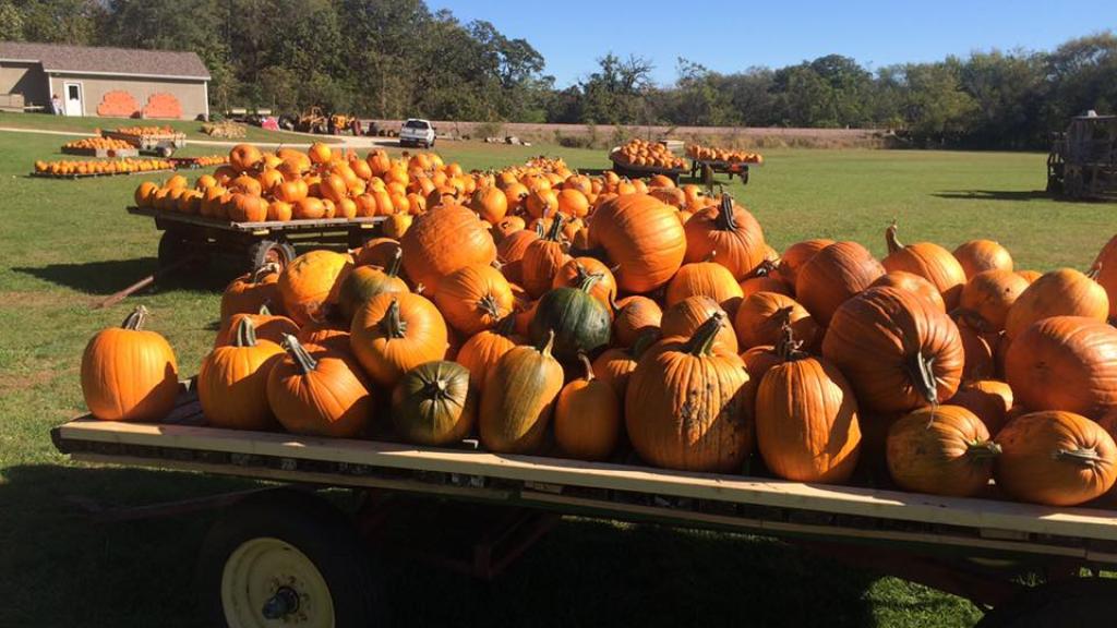 Pumpkins