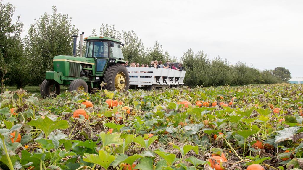 Picture of tractor and pumpkins