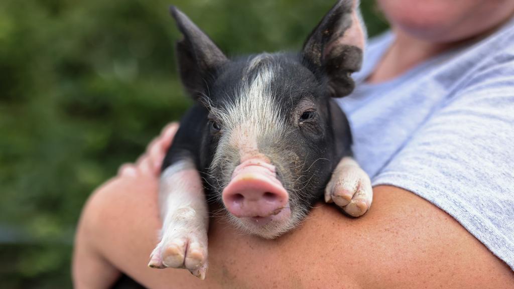 Berkshire piglet. 