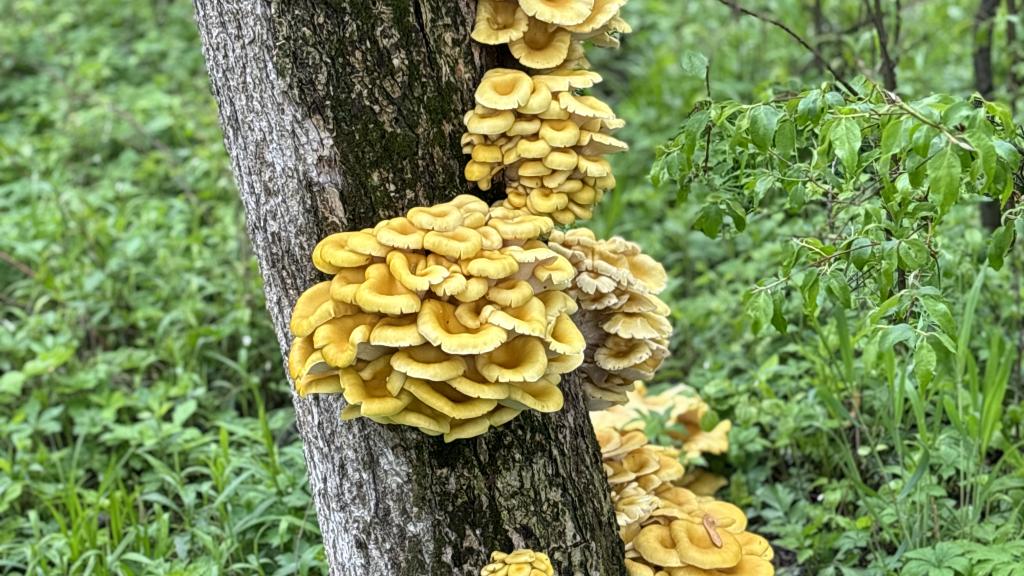 Oyster mushrooms cluster on a tree in a green wood.