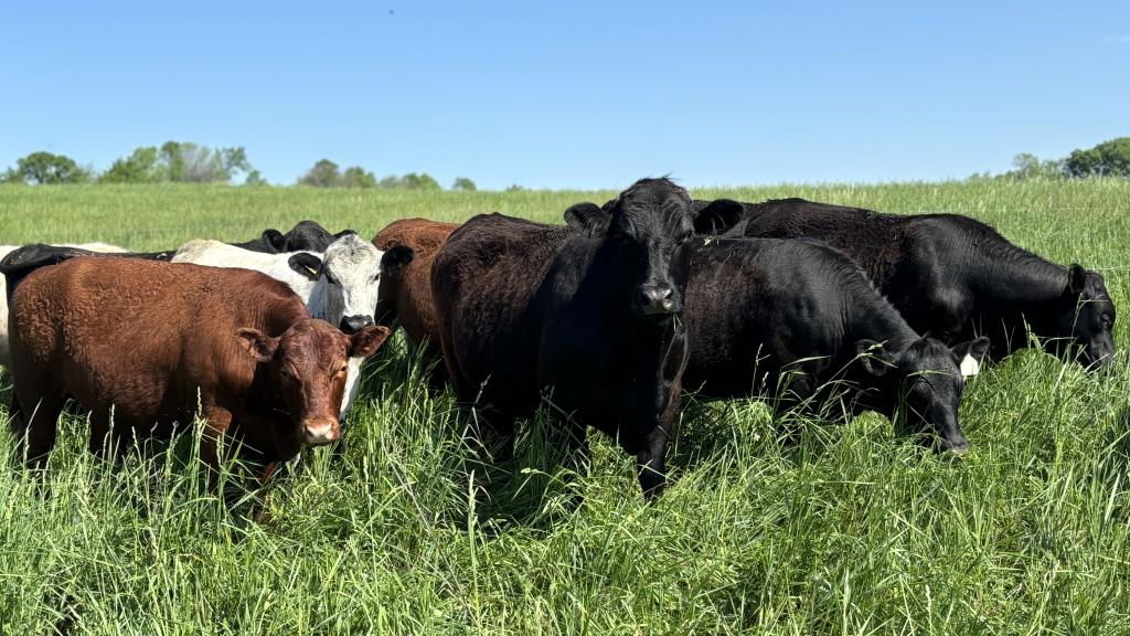 Beautiful cattle in a lush green field.