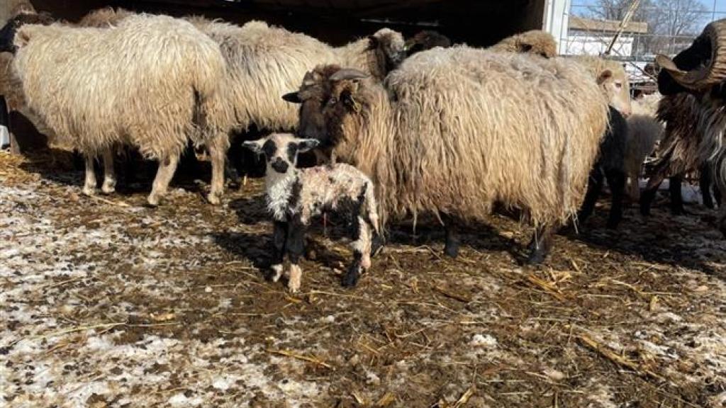 Newborn lamb. 